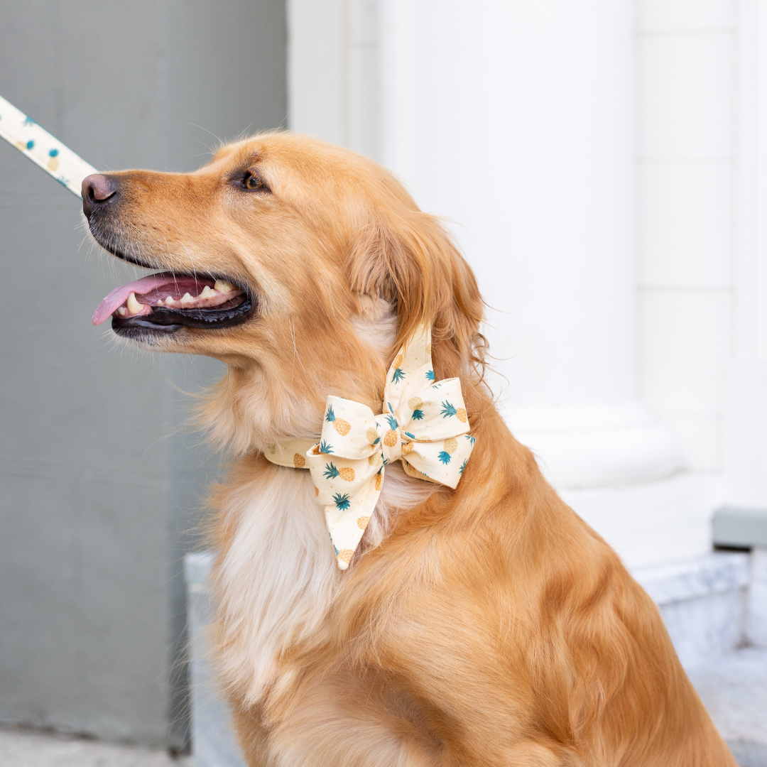 A fluffy golden retriever sits happily, wearing a soft yellow leash and belle bow collar adorned with a playful pineapple pattern.