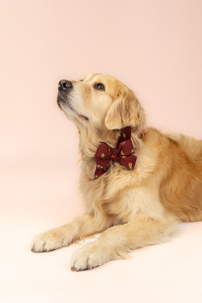 The dog is dressed in a deep maroon belle bow collar set adorned with small seasonal motifs like golden sunflowers, acorns, and pumpkins. The oversized bow adds a festive autumn touch to its look.