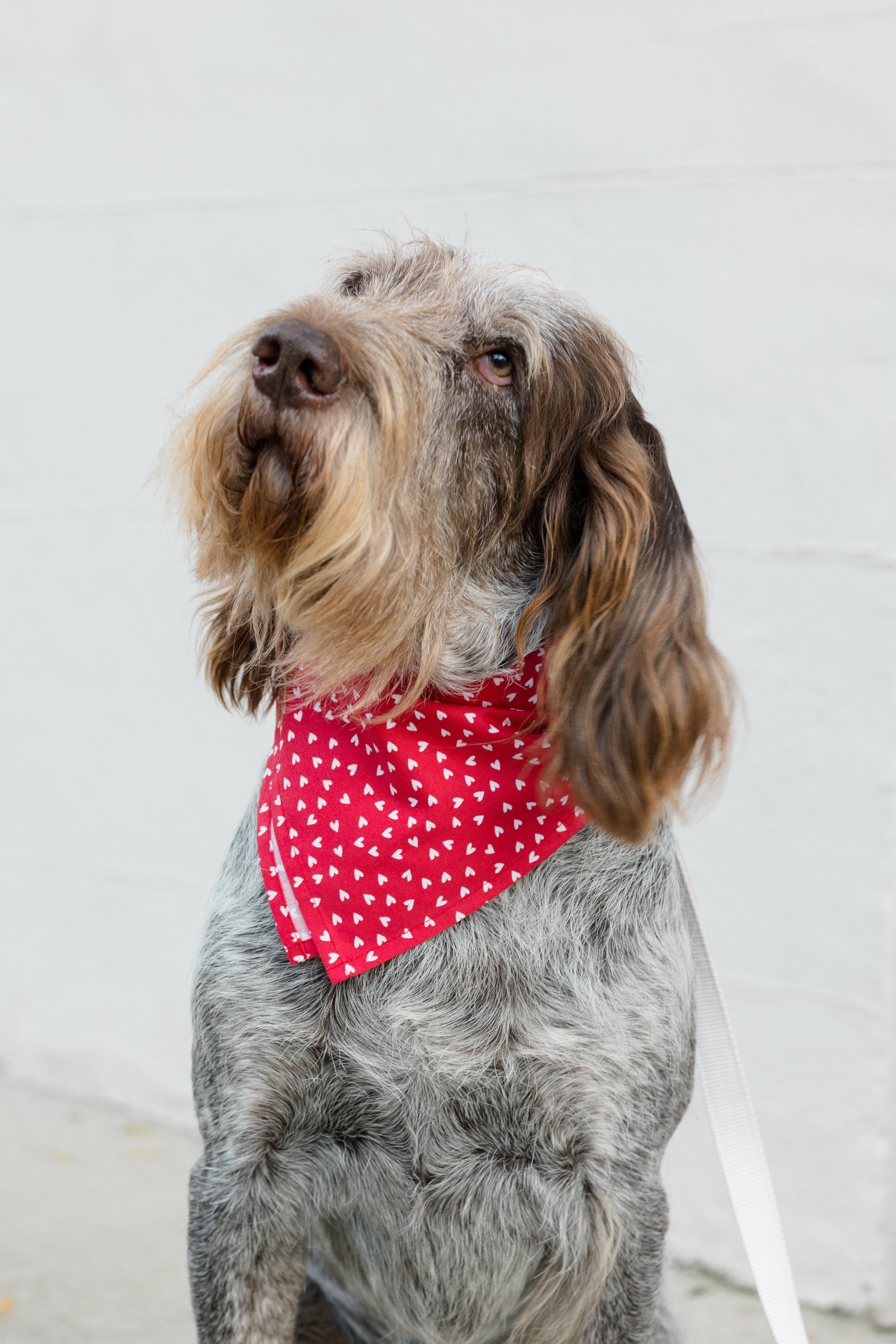 Wire-haired dog wearing a red bandana patterned with tiny white hearts, creating a subtle and sweet Valentine’s Day look.