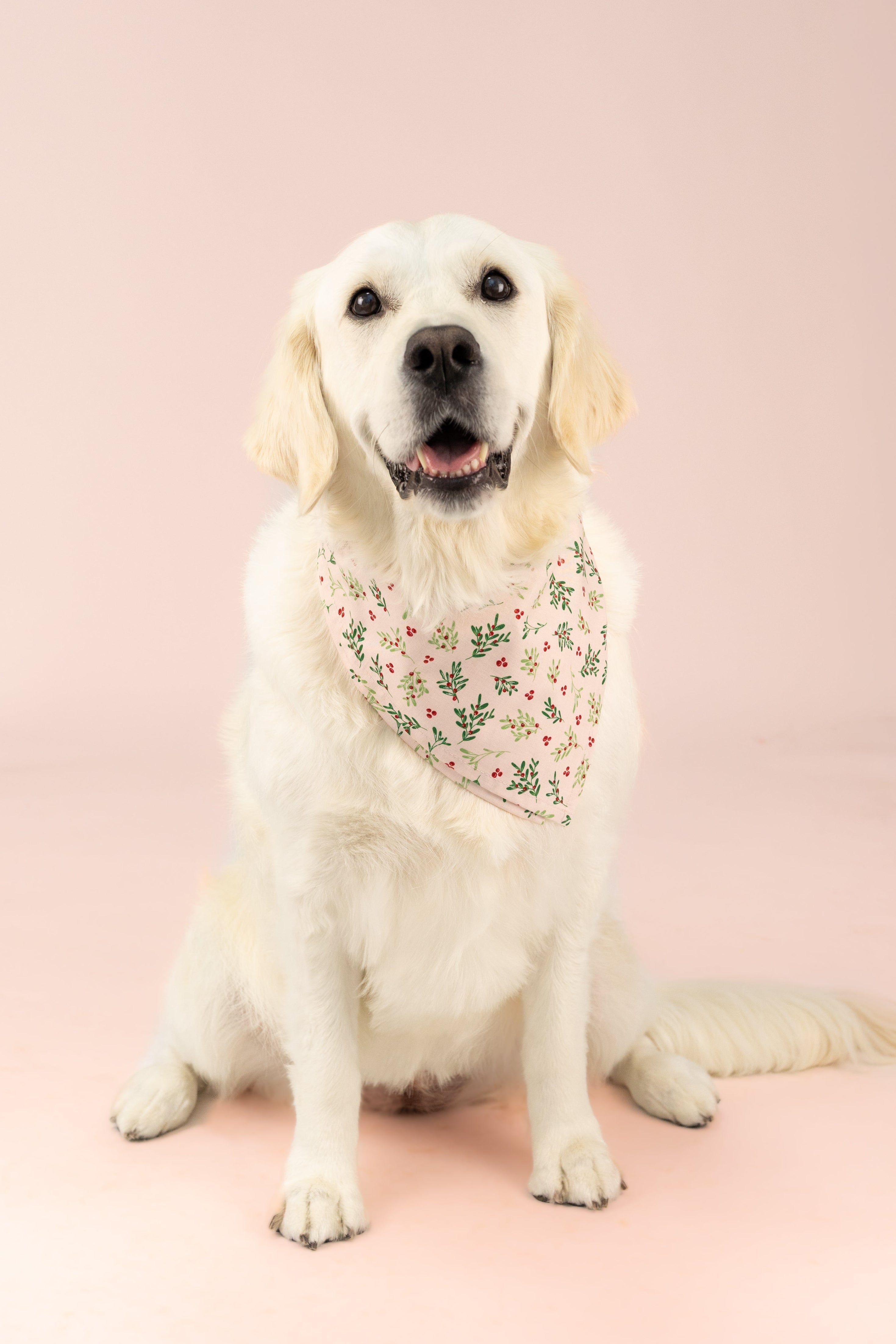 Retriever wearing a mistletoe-print bandana, sitting on a light pink background, looking cheerful and festive.