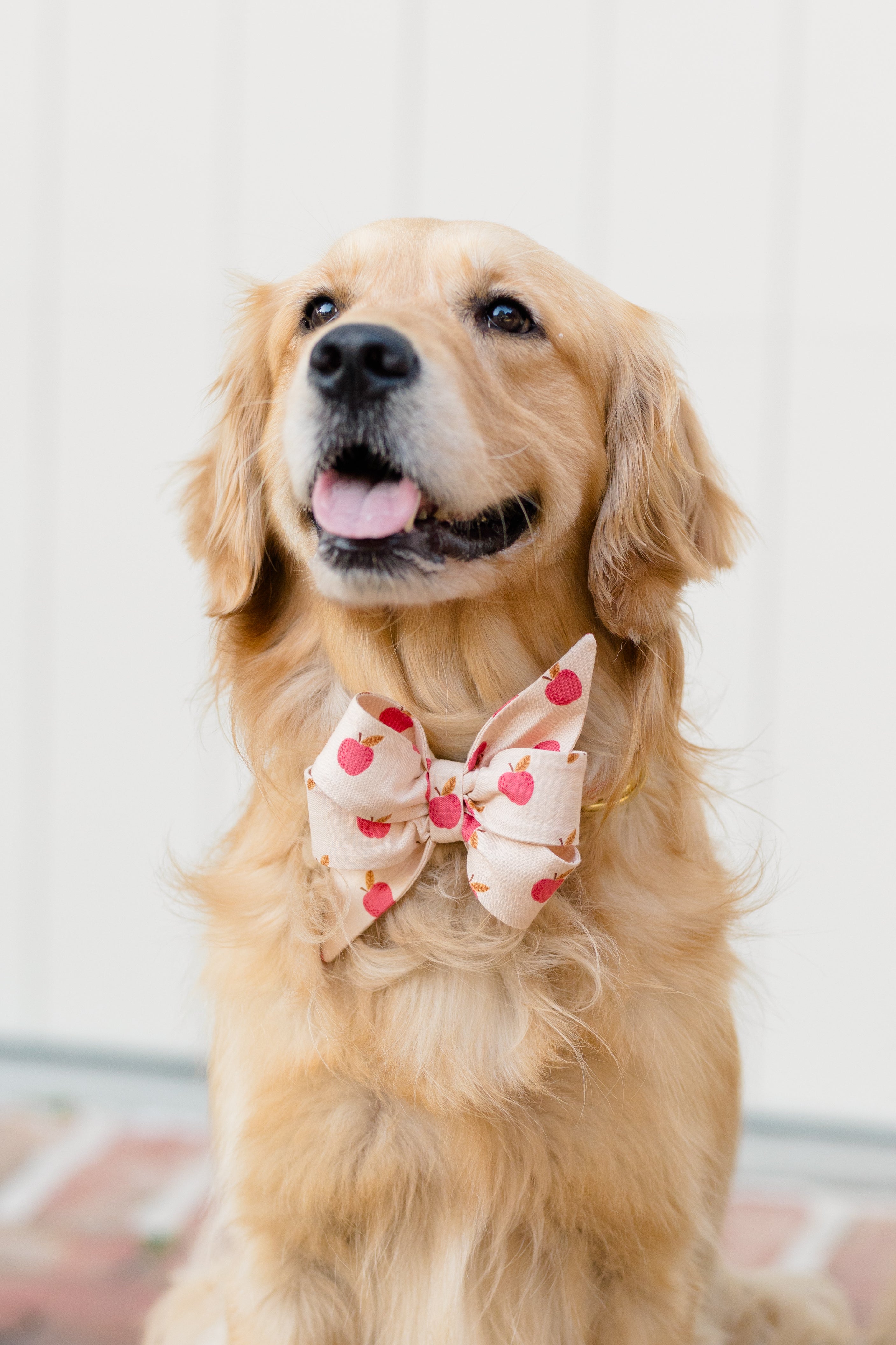 Close-up of a retriever sitting calmly, with its mouth slightly open and tongue visible. It's wearing a beige belle bow dog collar decorated with an apple pattern.