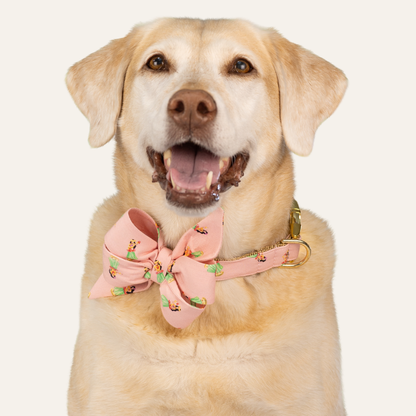 Labrador retriever in a pink tropical hula dancers belle bow and matching collar, stylish pet accessory in clean studio photo