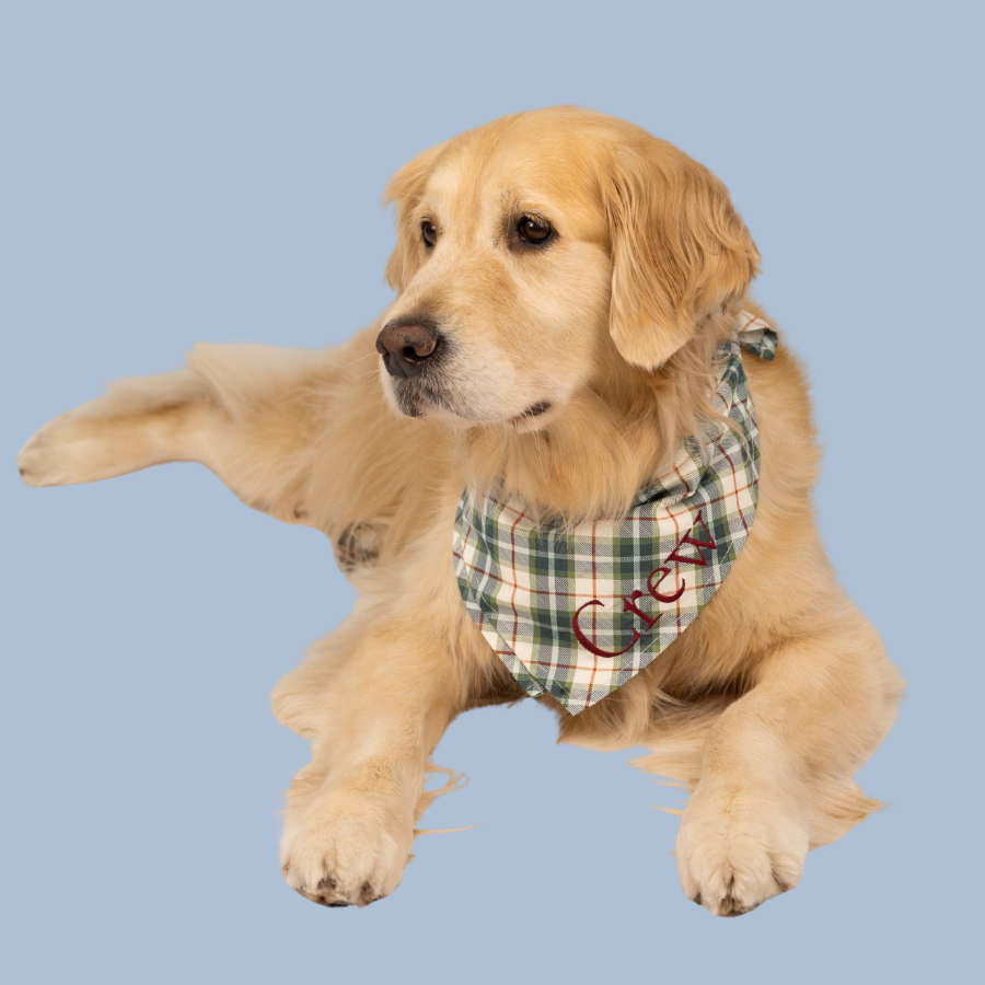Personalized dog bandana on a Retriever, featuring green  plaid fabric with custom “Crew” text embroidered, perfect as a holiday accessory.