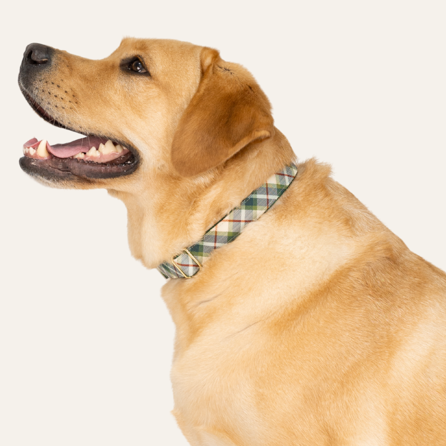 A side profile of a happy golden Labrador retriever wearing a green and beige plaid collar, looking upward with its mouth open slightly and tongue visible.