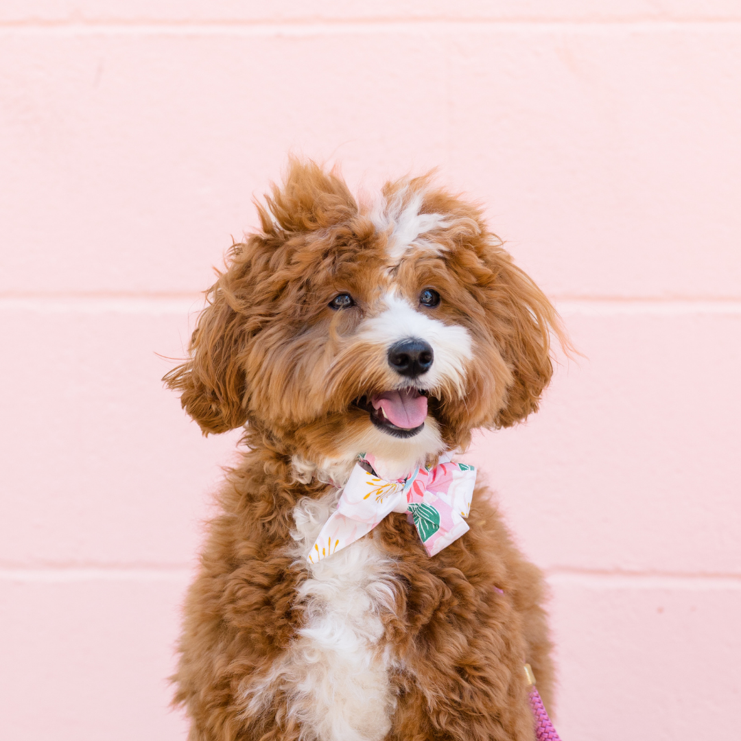 Fluffy brown and white dog sitting against a pale pink wall, wearing a pink collar with a large floral belle bow decorated with white blossoms, golden-yellow stamens, and green leaves. The dog is looking slightly to the side with its mouth open in a happy expression.