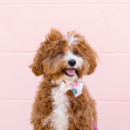 Fluffy brown and white dog sitting against a pale pink wall, wearing a pink collar with a large floral belle bow decorated with white blossoms, golden-yellow stamens, and green leaves. The dog is looking slightly to the side with its mouth open in a happy expression.