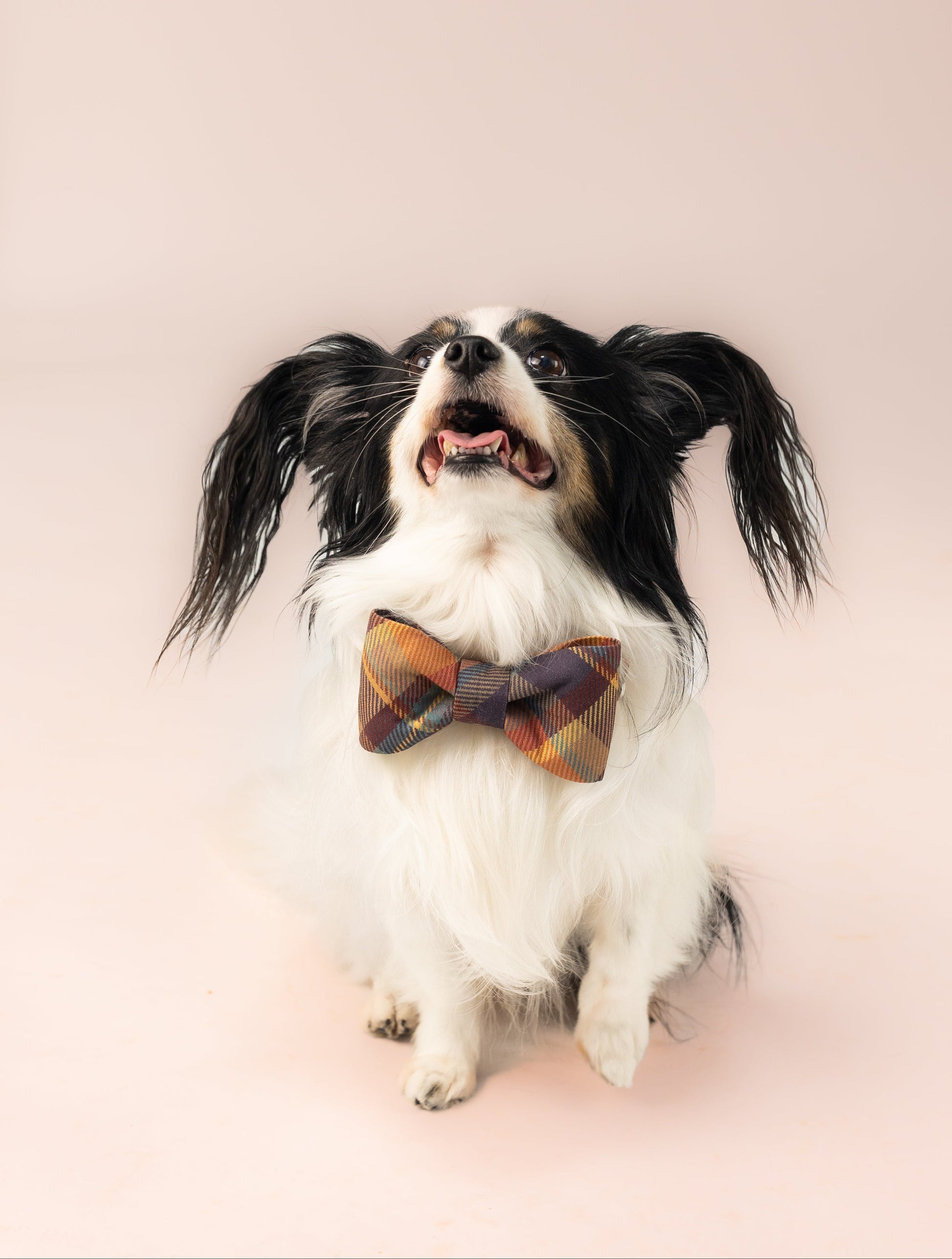 Autumn-inspired bow tie dog collar set in traditional tartan plaid, with a blend of earthy tones—bringing cozy charm to your pup’s fall wardrobe.