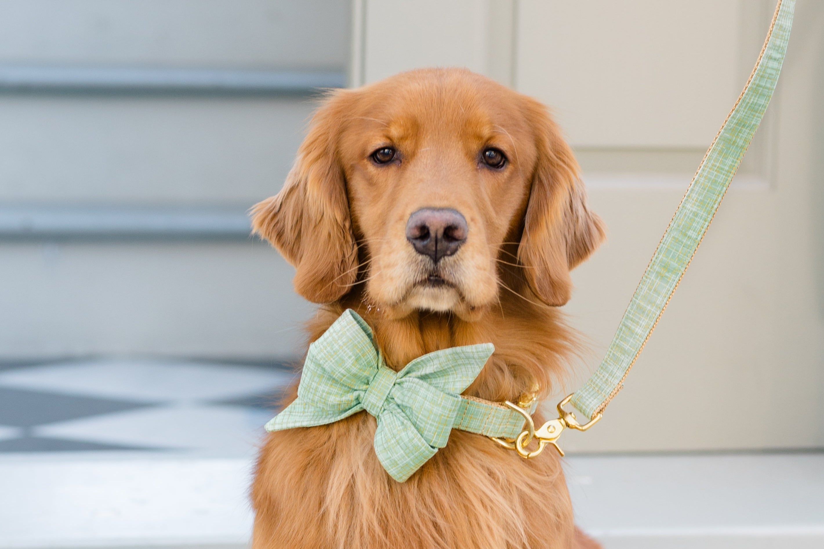Retriever sits facing forward, wearing a green plaid with hints of gold bow tie collar set and matching leash with luxe hardware.