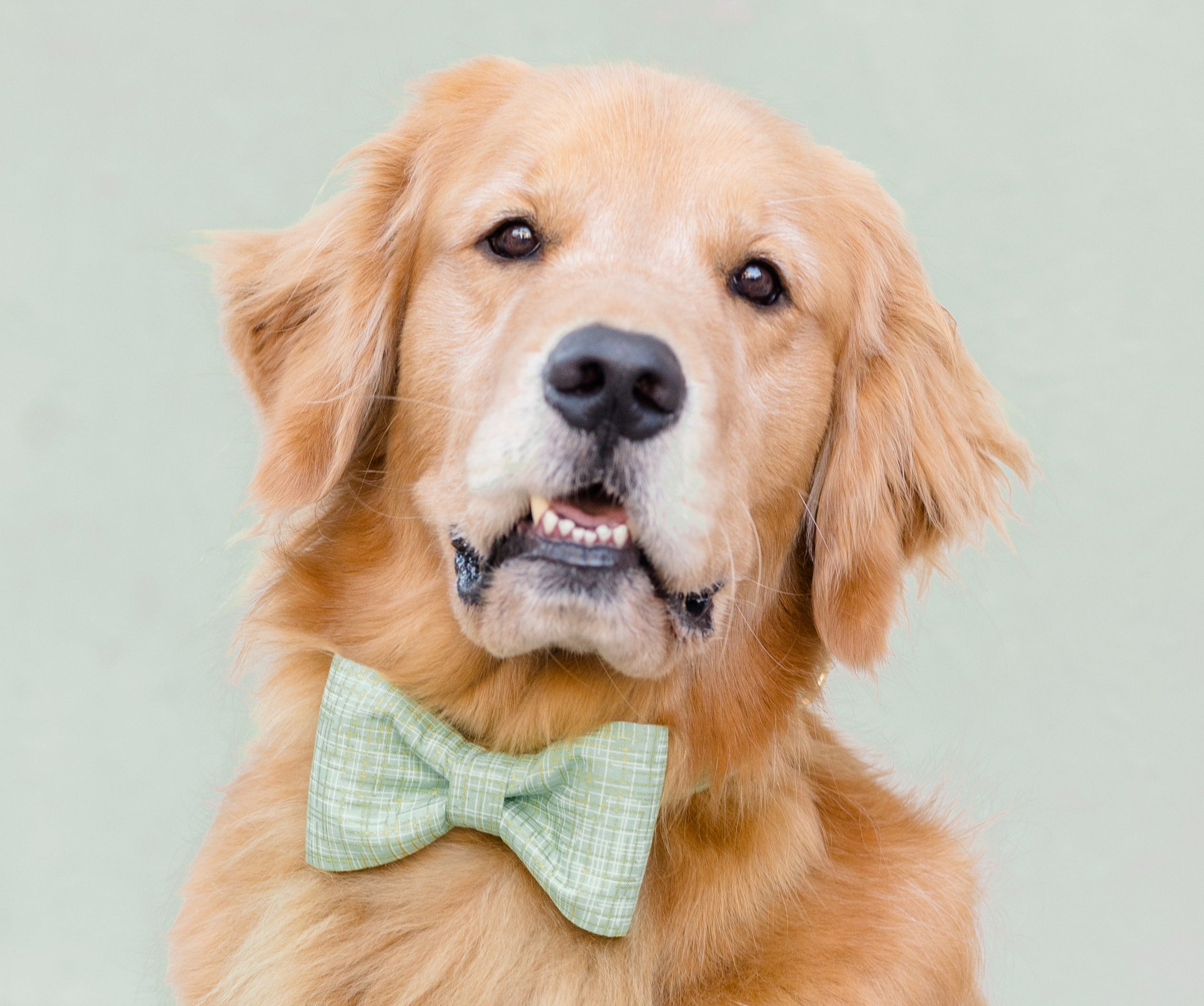 Close-up of a Retriever in a light green checkered with hints of gold bow tie collar set, looking slightly upward with a calm face.