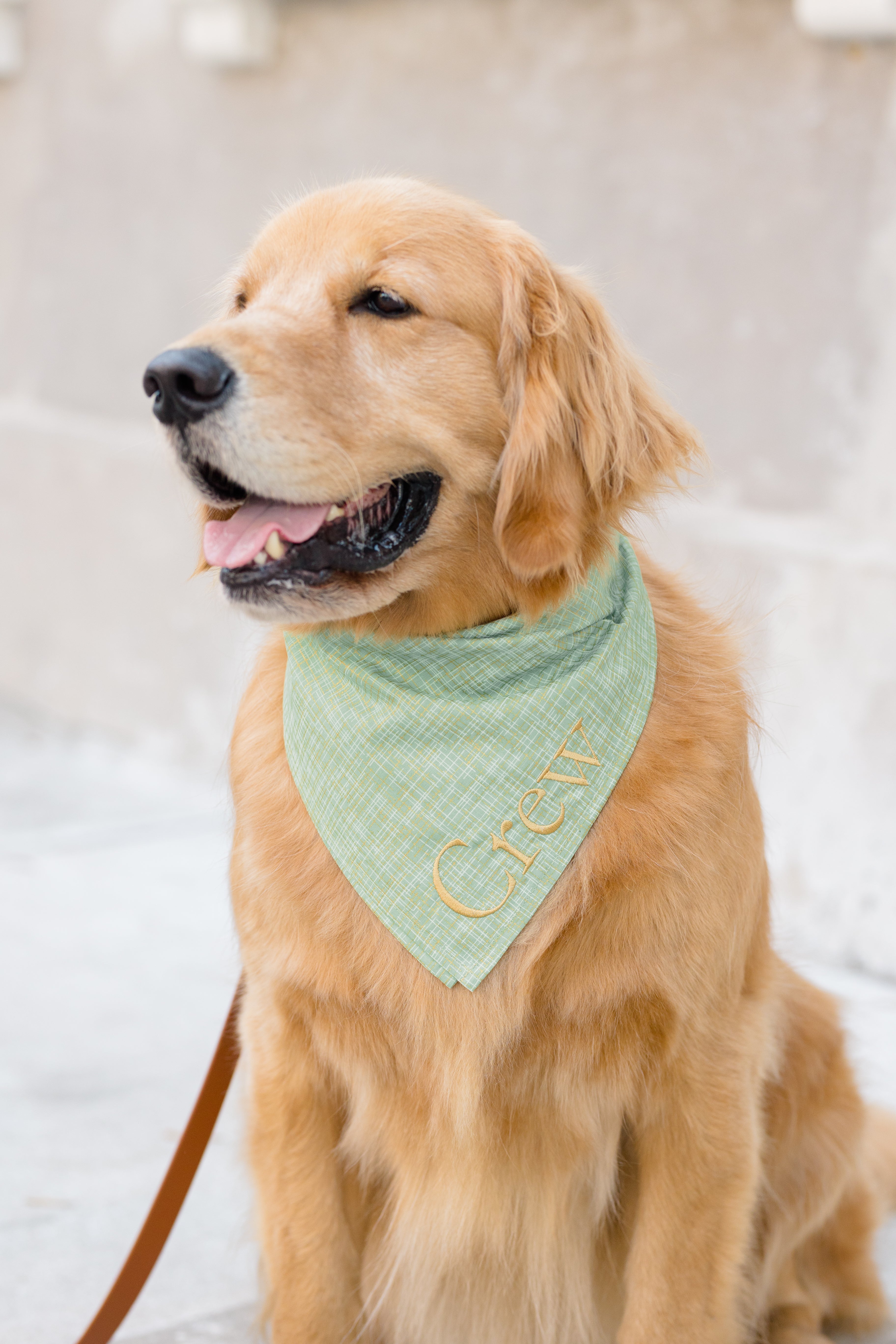 A Retriever wears a green, with hints of gold,  plaid bandana embroidered with the name “Crew,” sitting with a relaxed expression.