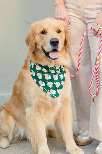 Festive Retriever dressed in a Christmas-themed Santa print bandana with striped rope leash, posed beside person in neutral outfit.