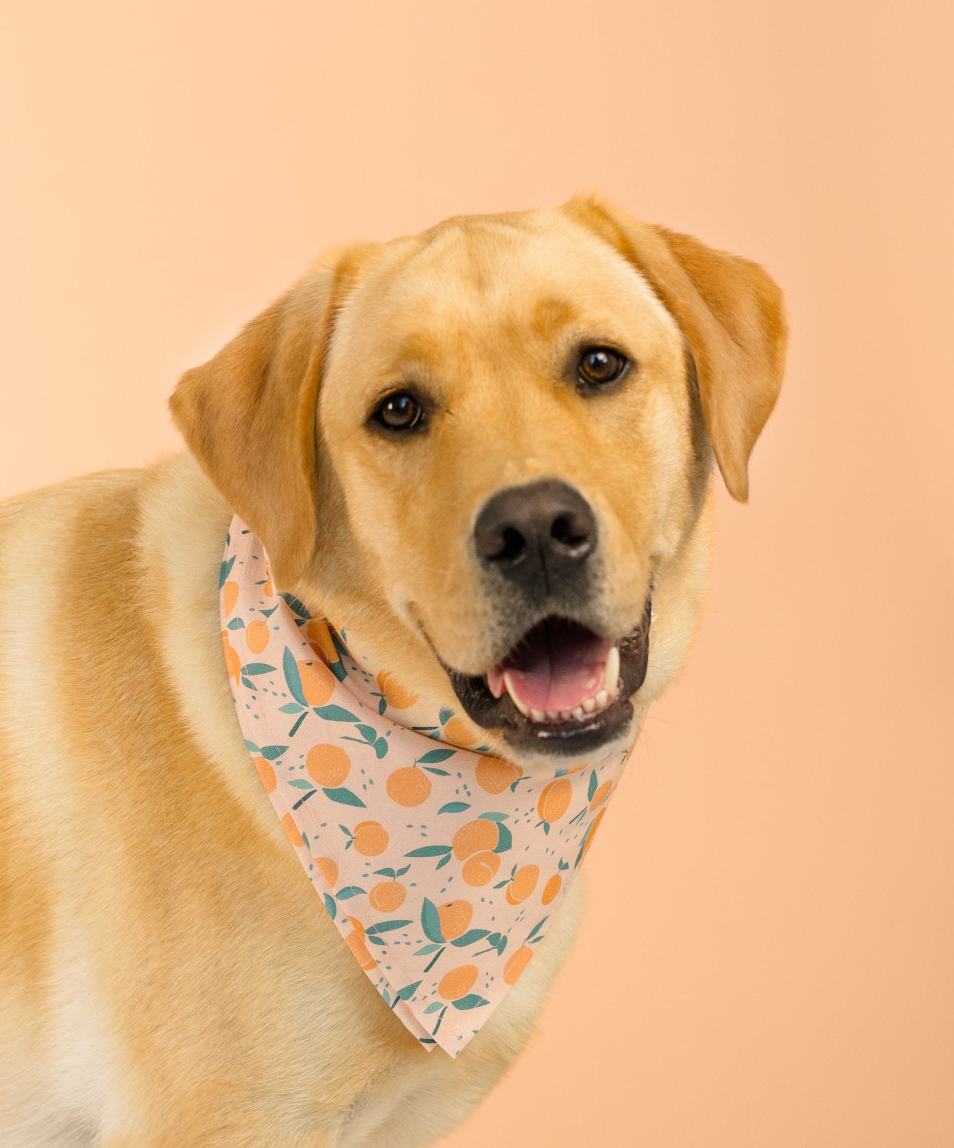 A golden Labrador retriever stands on a peach-colored backdrop, facing slightly to the side with its head turned toward the camera and mouth open in a relaxed smile. The dog wears a playful, peach-themed bandana printed with peaches and green leaves on a light background, matching the warm tones of the setting.
