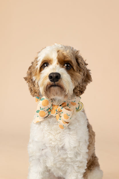 Dog belle bow collar set featuring a playful peach fruit pattern with leafy stems on a pastel peach fabric—designed for pups who love a fruity, seasonal twist.