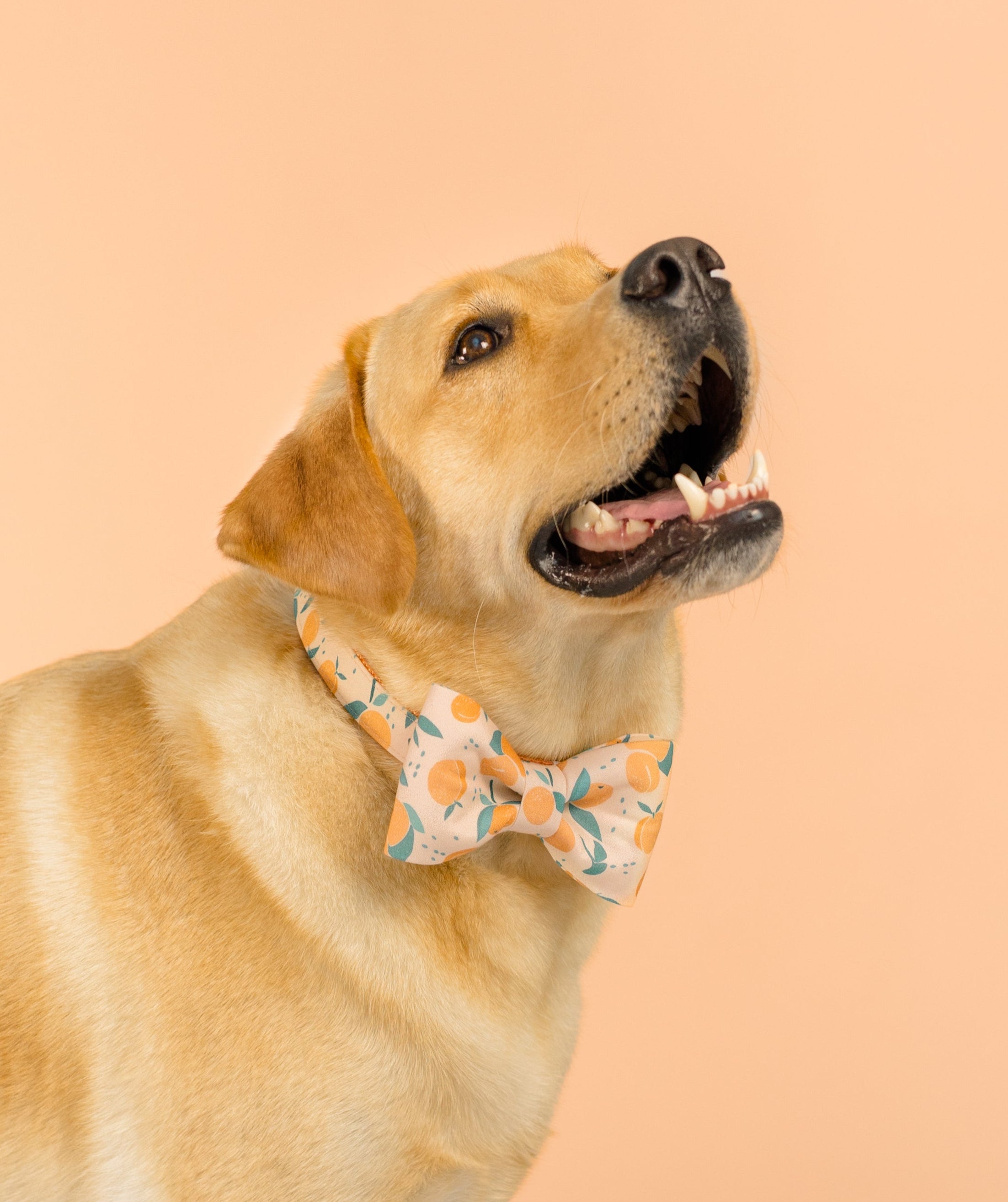 Standing golden Labrador with its mouth open and head tilted up in a happy pose. The dog is wearing a whimsical bow tie printed with peaches and leaves, and the soft peach studio backdrop complements the collar’s playful citrus theme.