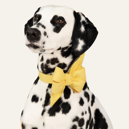 Black and white Dalmatian with distinctive spots looking slightly to the side, wearing a bright yellow bow on its collar against a plain background.