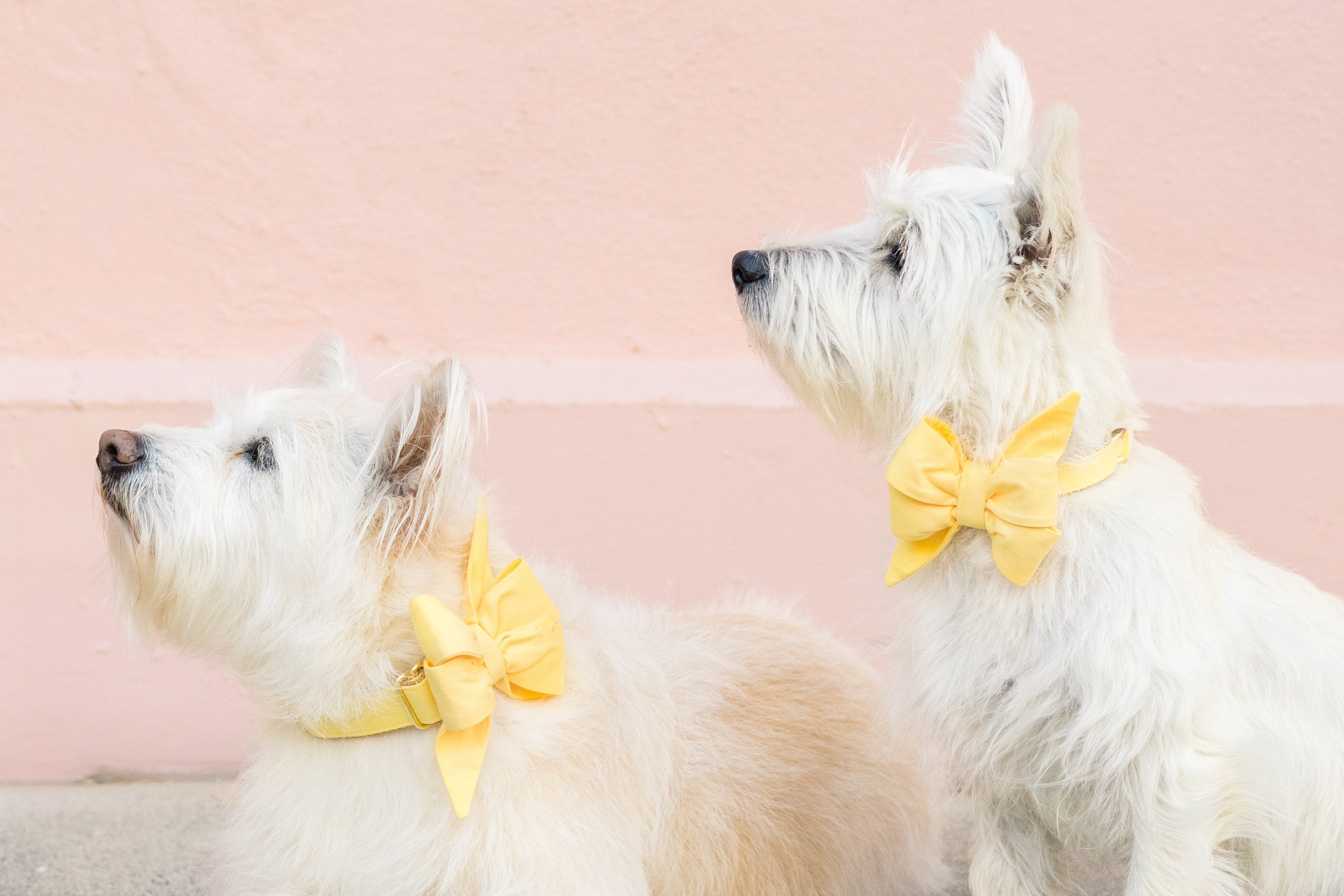 A pair of West Highland Terriers pose against a light background. The left dog is laying down, and the right dog is sitting upright. Both wear matching yellow belle bow collar sets and gaze upward, creating a coordinated, charming look.