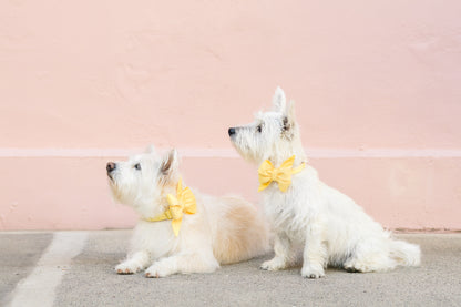 A pair of West Highland Terriers pose against a light background. The left dog is laying down, and the right dog is sitting upright. Both wear matching yellow belle bow collar sets and gaze upward, creating a coordinated, charming look.
