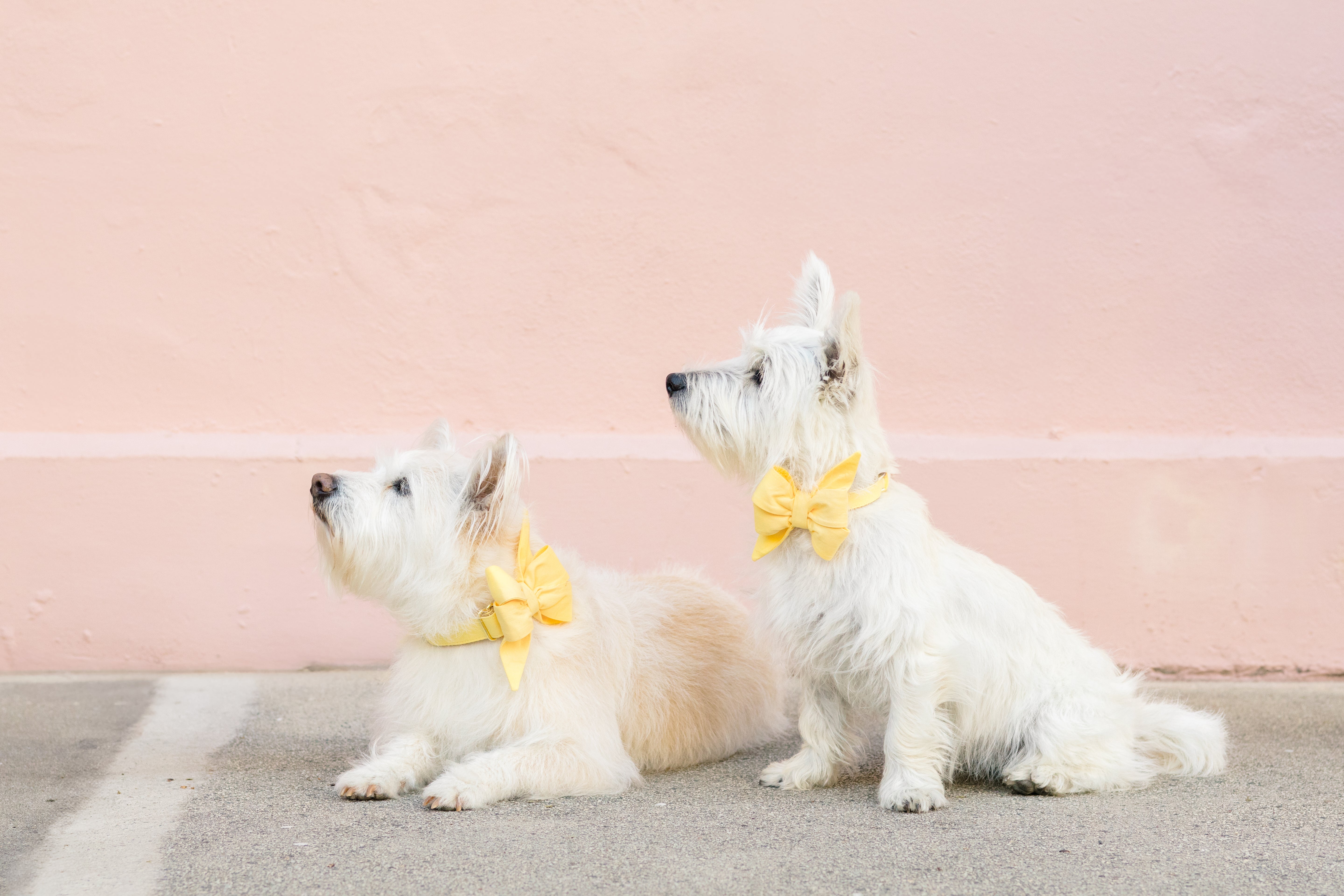 A pair of West Highland Terriers pose against a light background. The left dog is laying down, and the right dog is sitting upright. Both wear matching yellow belle bow collar sets and gaze upward, creating a coordinated, charming look.