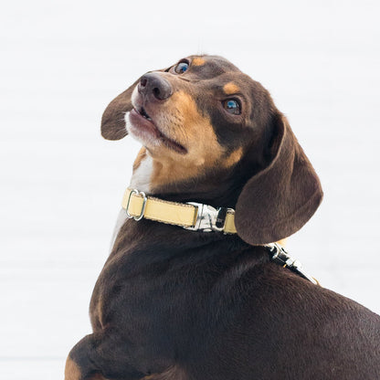 Playful chocolate and tan Dachshund standing on a white wooden boardwalk, looking up with one paw raised, wearing a pale yellow collar and matching leash.
