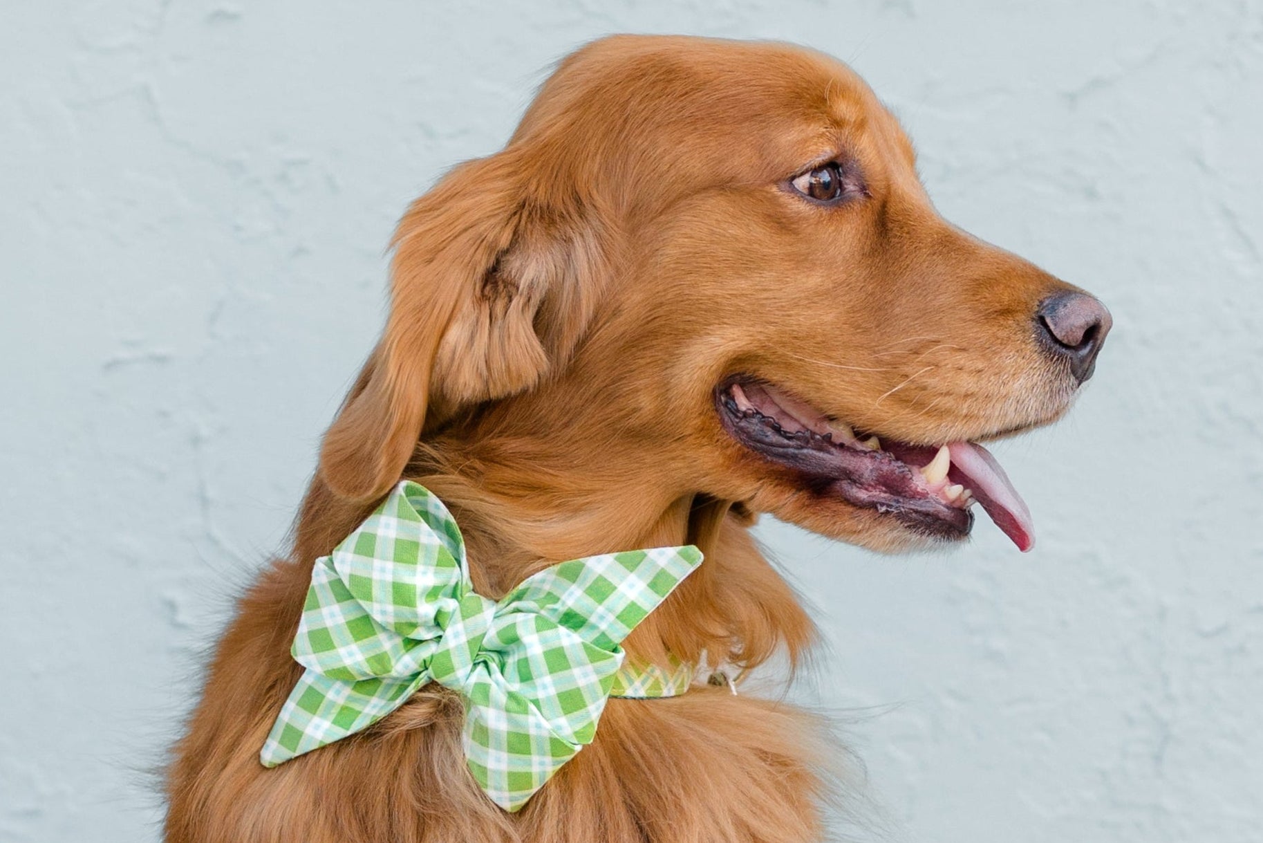 Side view of a Retriever in a green plaid bow tie collar and leash set, sitting calmly with its tongue out.