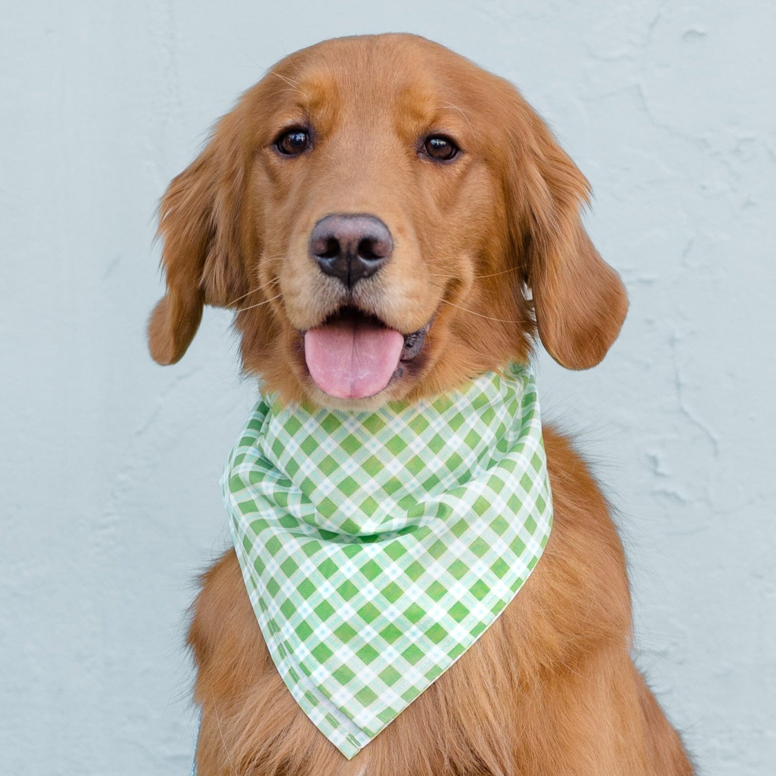 A friendly Retriever sits calmly, dressed in a green plaid bandana with a matching leash.