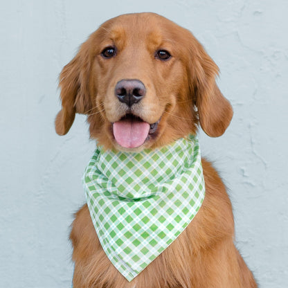A friendly Retriever sits calmly, dressed in a green plaid bandana with a matching leash.