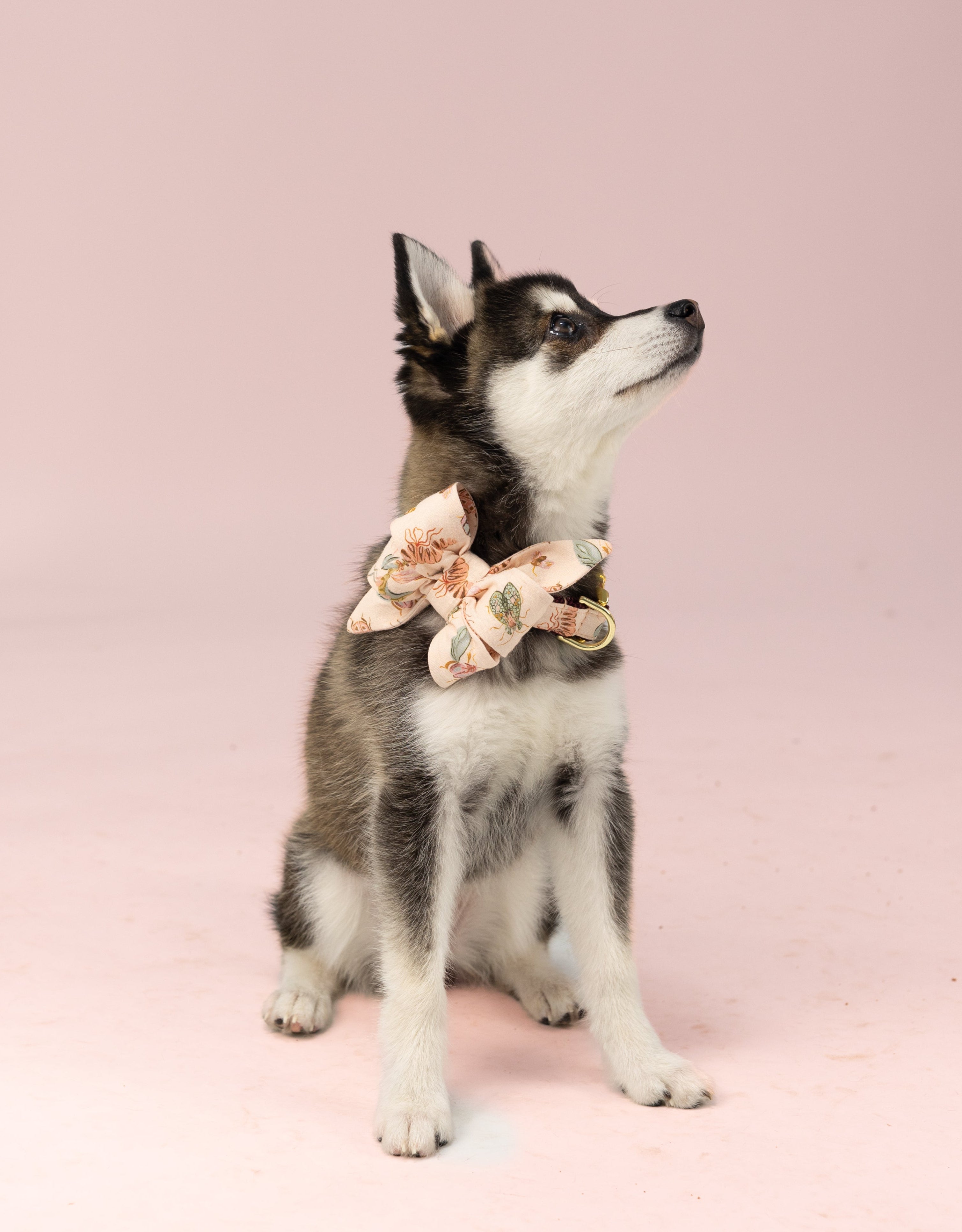 Seated, a small dog with a thick coat and pointed ears wears a belle bow dog collar set featuring a delicate print of bugs, gazing slightly upward.