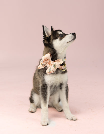 Seated, a small dog with a thick coat and pointed ears wears a belle bow dog collar set featuring a delicate print of bugs, gazing slightly upward.