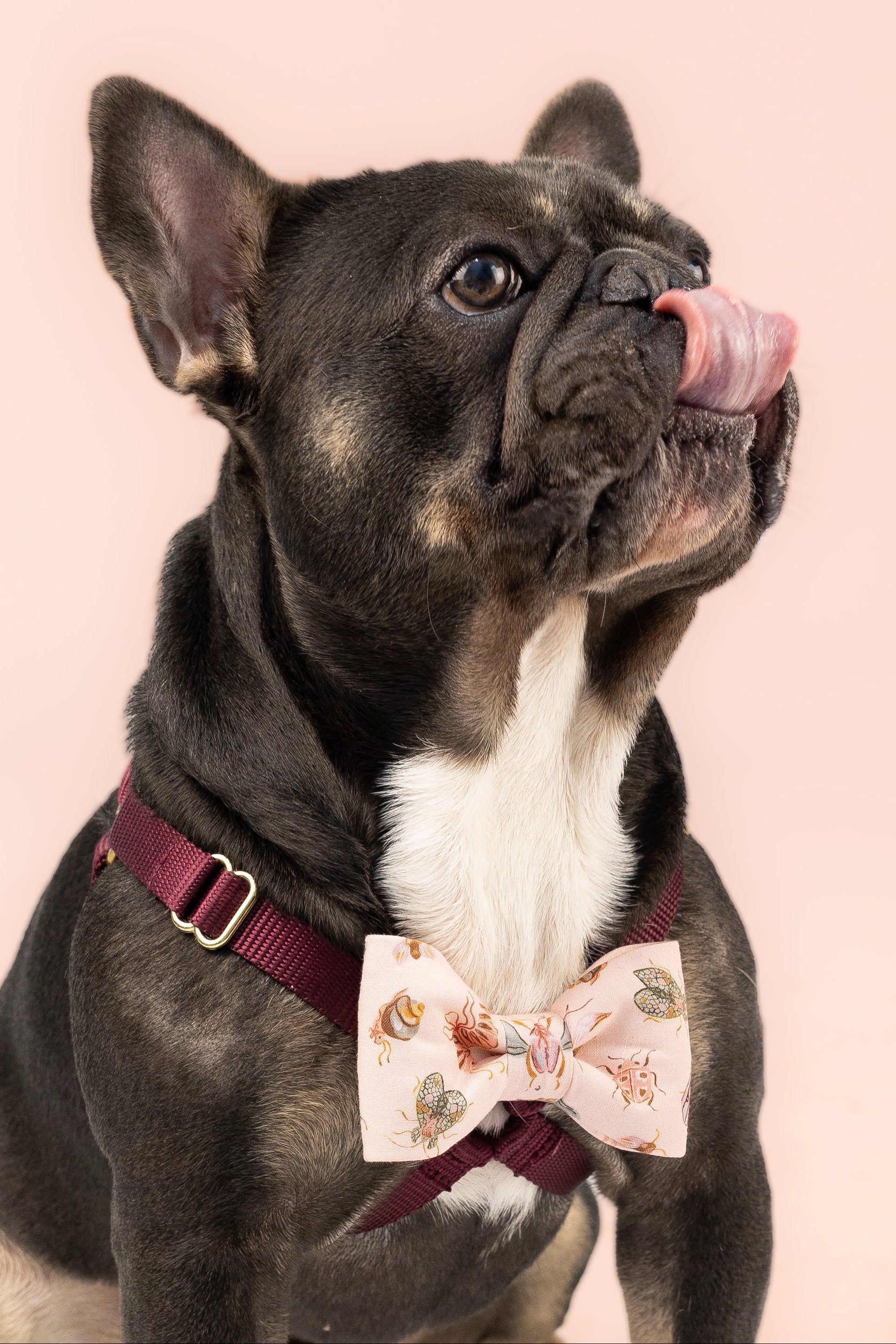 French Bulldog wearing a pale pink bow tie with a whimsical insect print featuring beetles, butterflies, and moths—an unexpected twist for fashion-forward pups who love to stand out.