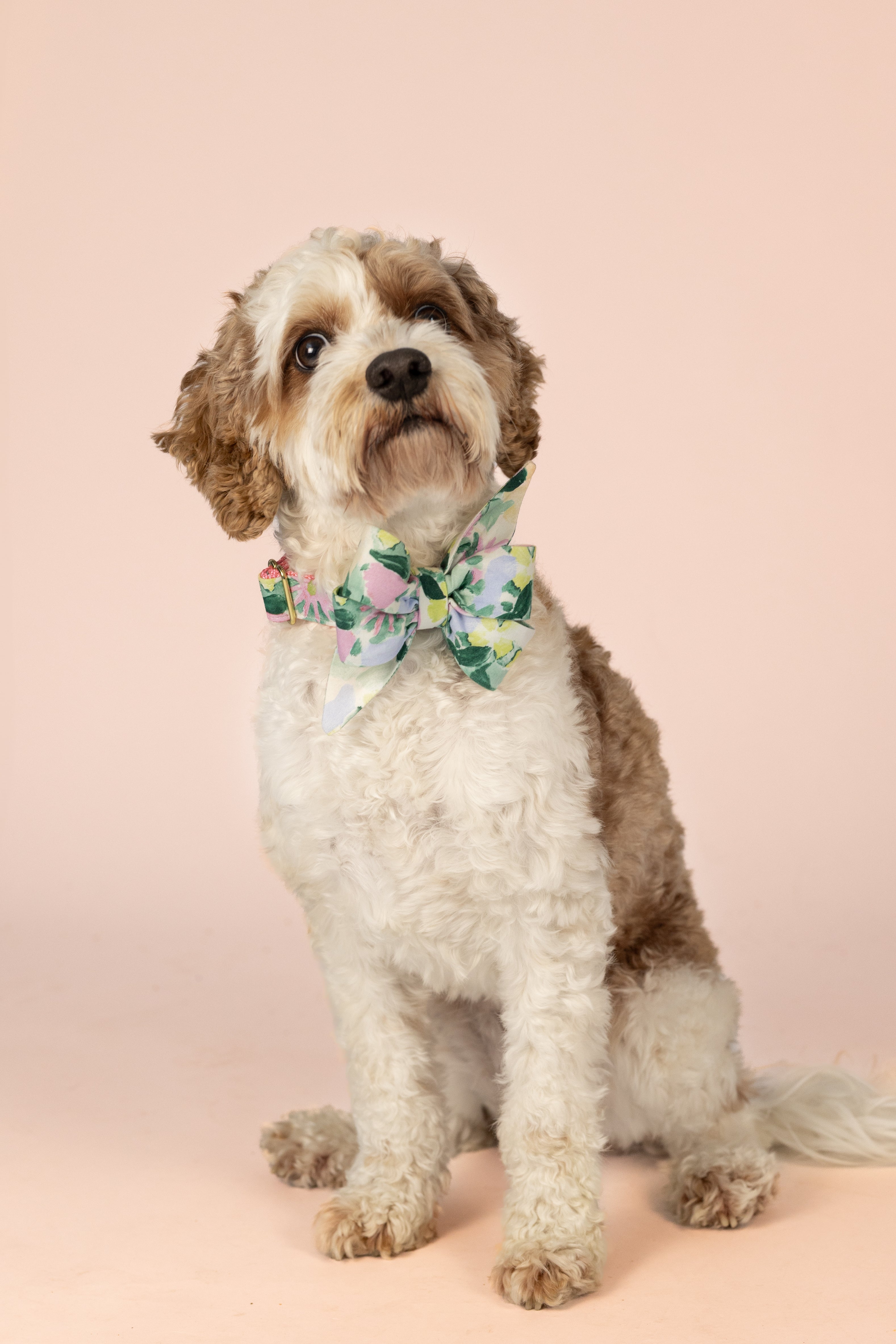 Pastel-toned dog belle bow collar set with an abstract floral print, combining shades of pink, mint, and lemon yellow—modeled on a small dog for a sweet and sophisticated seasonal style.