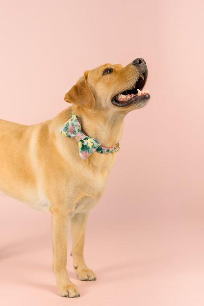A light brown Labrador retriever poses happily in front of a solid pink background, wearing a decorative bow tie with a floral pattern. The bow tie features green leaves and pink, yellow, and white blossoms, adding a festive touch to the dog’s appearance as it stands with an alert and joyful stance.