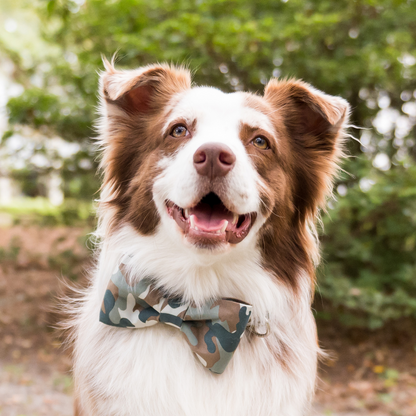 Smiling brown and white dog wearing a green and tan camo bow tie and matching collar, posed outside with a blurred wooded background. The dog looks alert and cheerful.