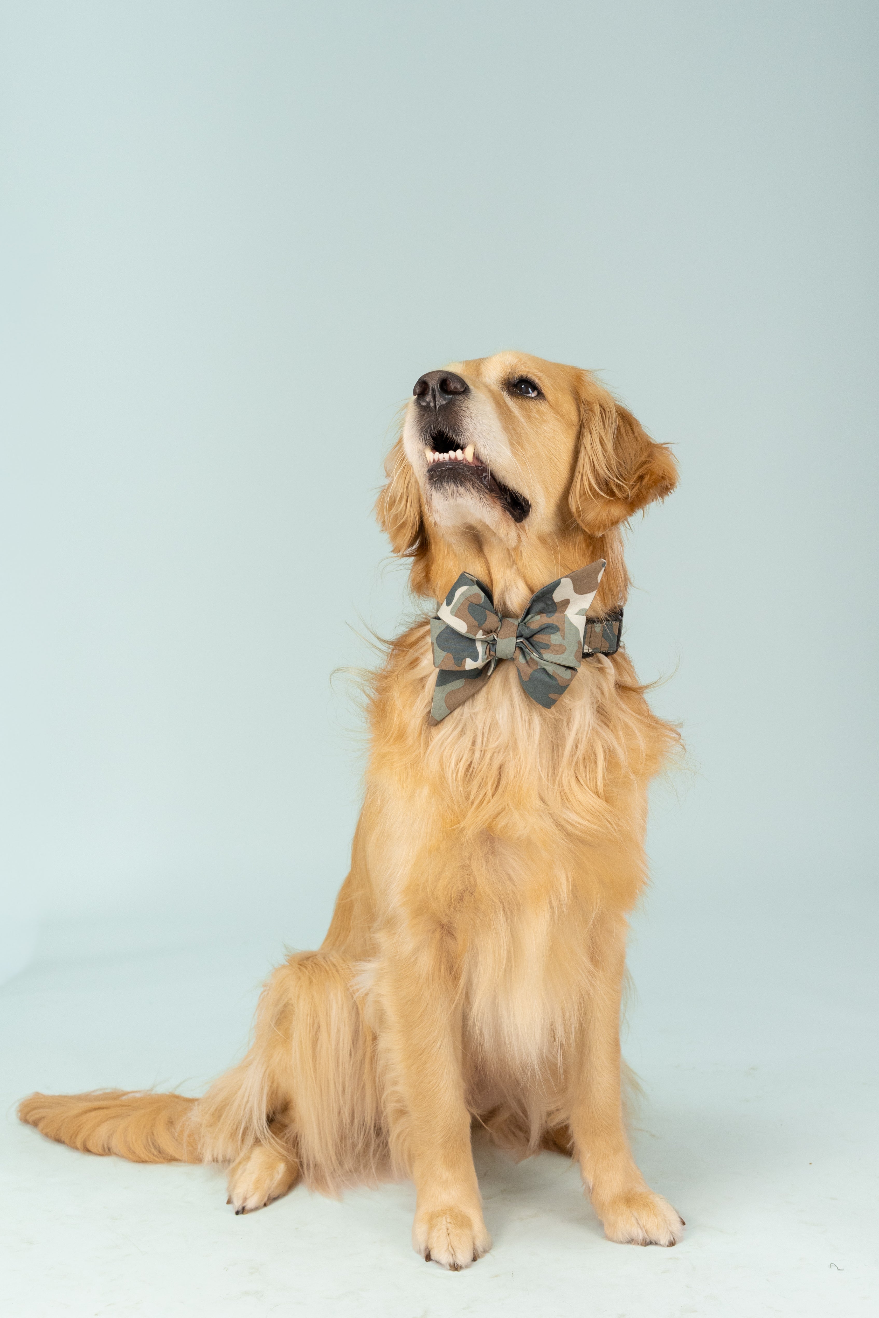 Camo-print belle bow dog collar set in muted earth tones, styled on a retriever for a rugged yet refined look—ideal for adventurous dogs with a sense of style.
