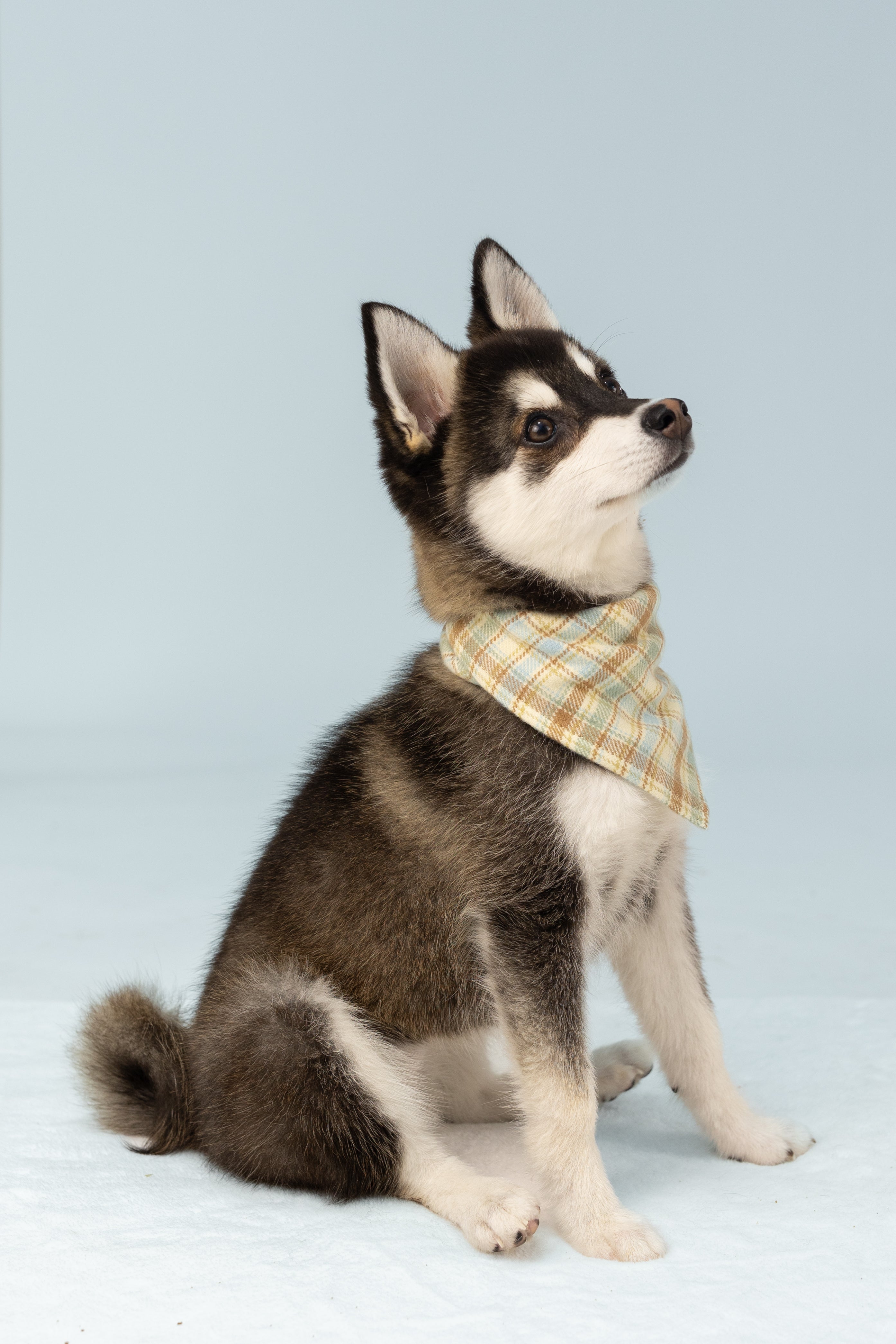 A young dog poses on a pale surface, dressed in a light flannel-style bandana with a subtle plaid pattern in beige, soft blue, and white. 