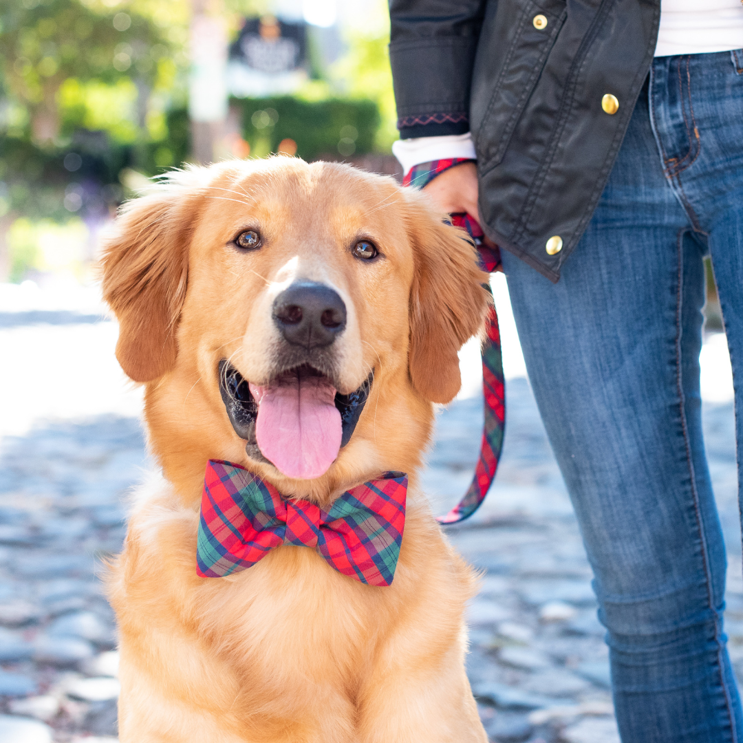 A retriever in a classic holiday tartan bow tie poses beside its owner on a sunny cobblestone street. The dog looks cheerful with its tongue out.