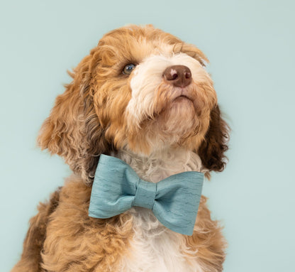 Curly-coated puppy with a mix of caramel, chocolate, and white fur poses against a soft blue studio backdrop. The pup is dressed in a bow tie with subtle waves and sits attentively, gazing slightly upward.