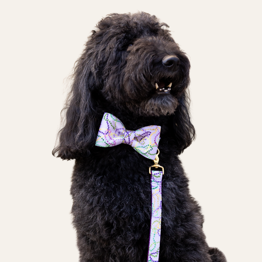 A fluffy dog sits alert in a Mardi Gras–inspired bow tie collar and matching leash featuring colorful dotted bead designs on a light purple background.