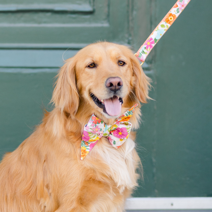 A smiling golden retriever with a silky coat wears a decorative collar with a matching oversized belle bow in a colorful floral print. The matching leash, attached to the collar, shares the same bright design with orange, pink, and yellow blossoms. The dog is seated against a dark green painted wall.