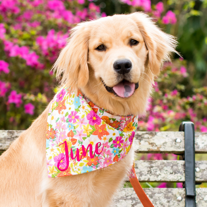 A happy golden retriever with a relaxed expression wears a colorful floral dog bandana embroidered with the name “June.” The bandana features vivid tropical flowers in orange, fuchsia, blue, and yellow on a light background. The dog is seated outdoors on a rustic bench, surrounded by blooming pink azaleas.