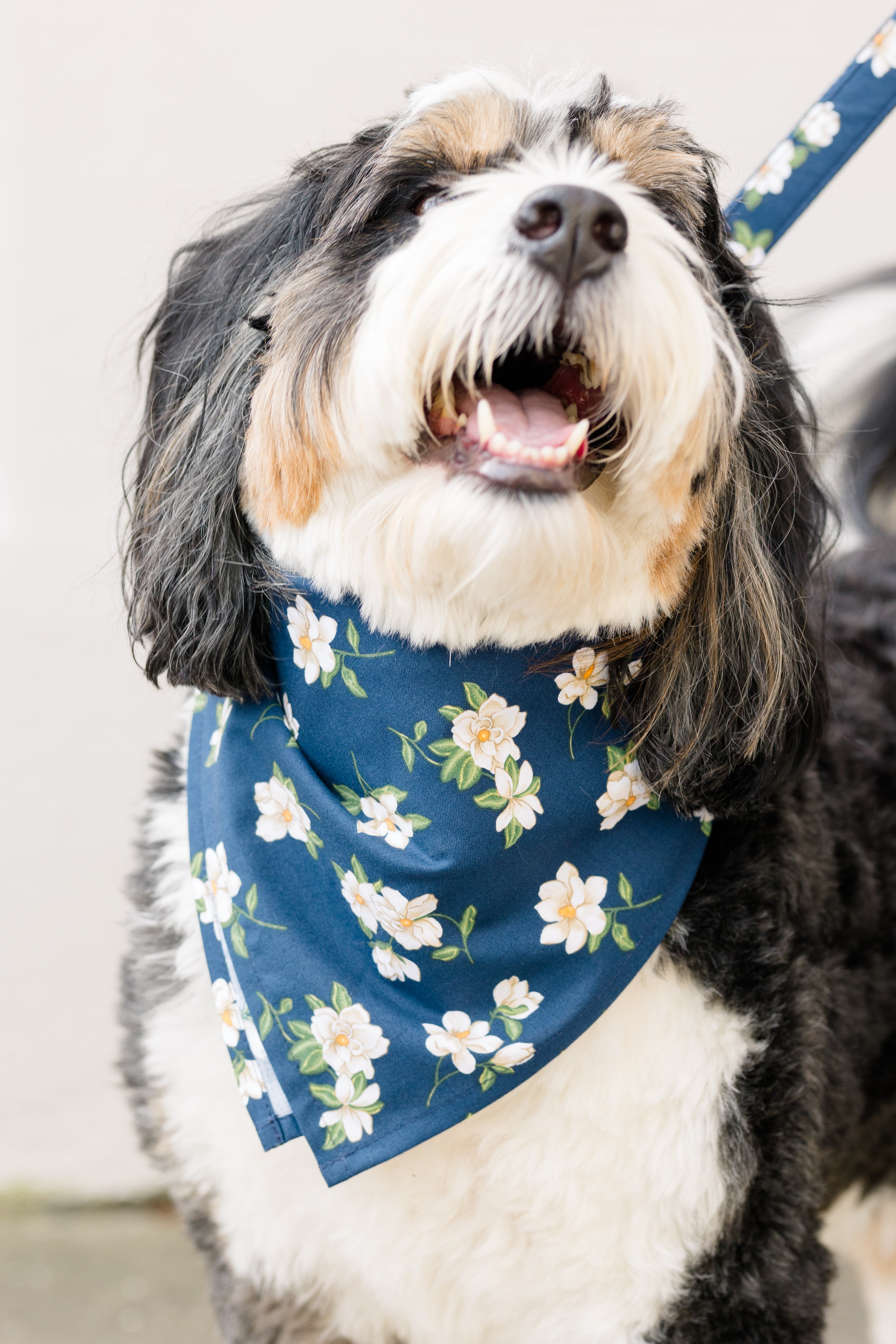 Close-up of a happy dog wearing a dark blue floral bandana featuring small magnolia blossoms, coordinated with a matching leash.