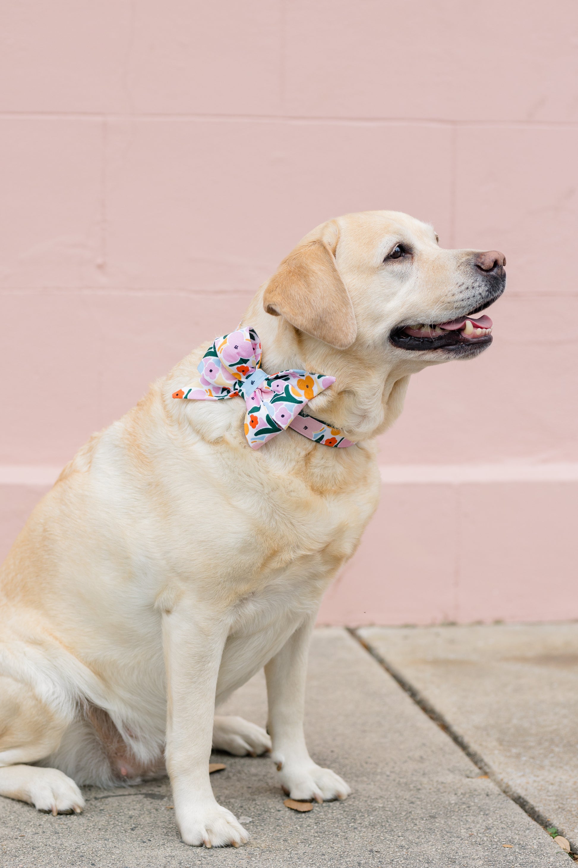 Smiling Labrador retriever seated outdoors, wearing a statement belle bow collar with a vivid floral print featuring pink, yellow, and orange blossoms. The pastel pink background wall complements the dog’s light coat and the colorful design of the belle bow.