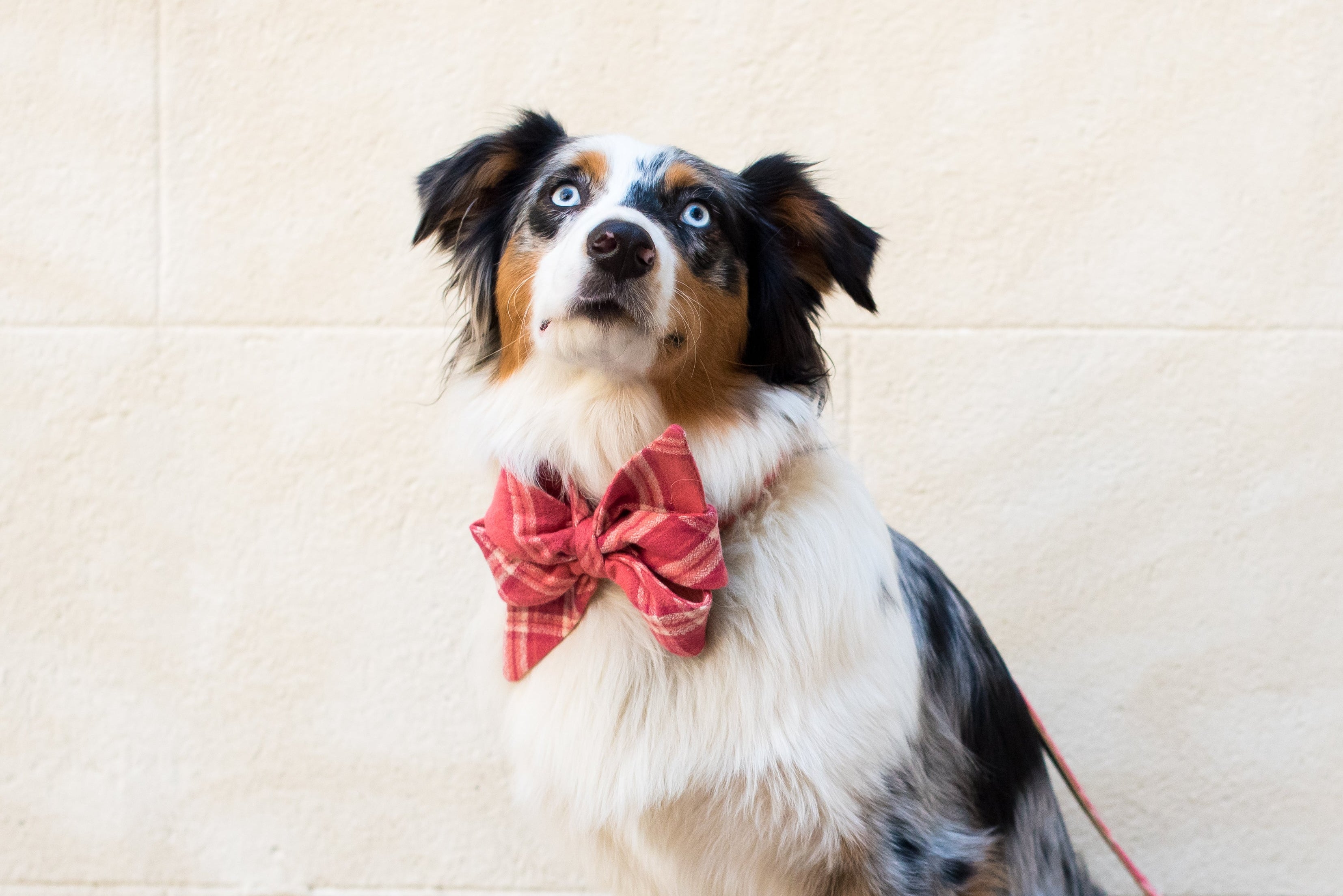 An Australian Shepherd with a merle coat and bright eyes sits on a sidewalk, wearing a large pink plaid flannel belle bow collar set and a matching leash. The soft fabric has a cozy, brushed texture, adding warmth to the stylish look.
