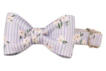 A dog collar with an attached matching bow tie, featuring light blue and white vertical stripes decorated with white flowers and green leaves, finished with silver hardware.