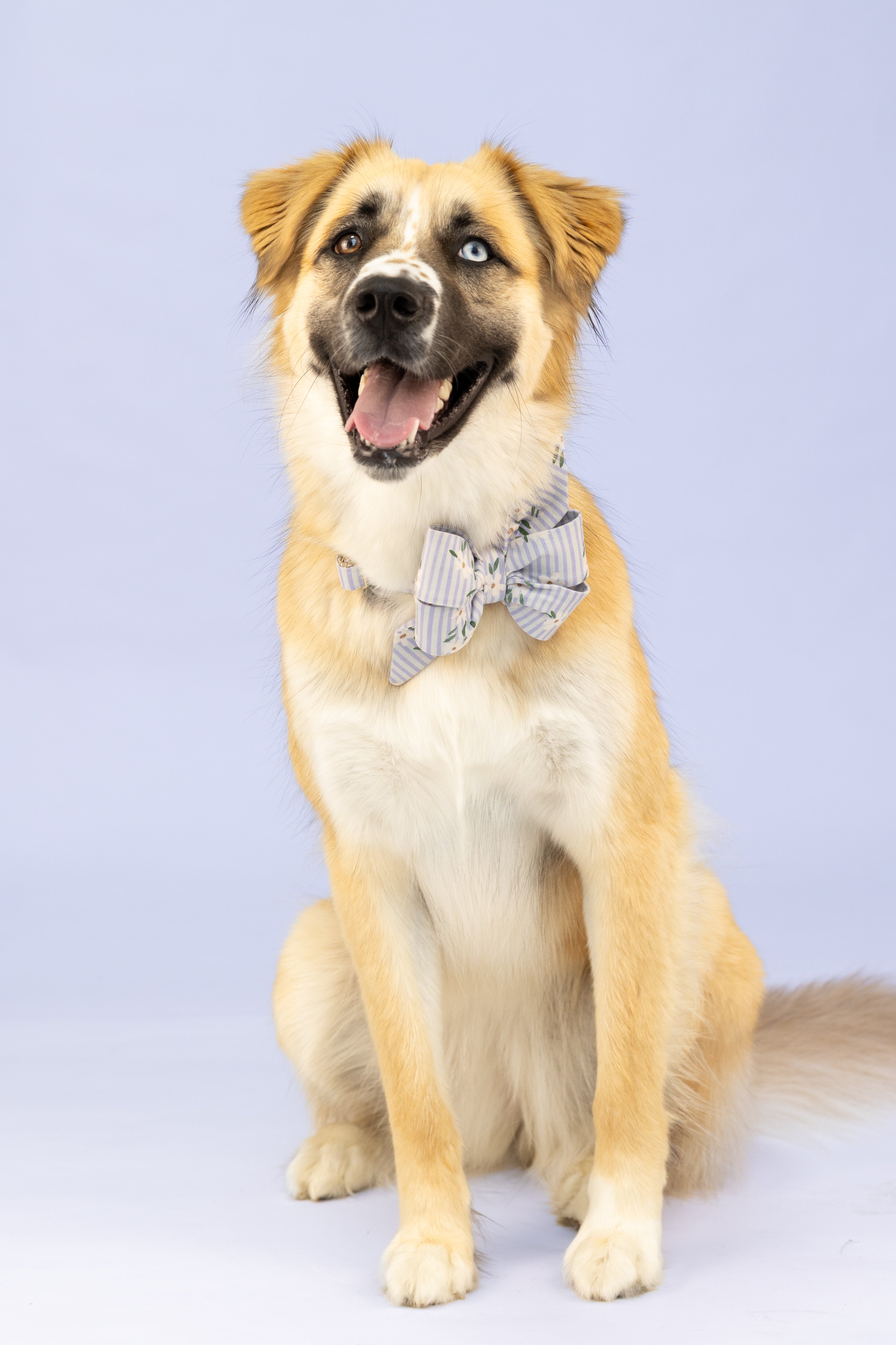 Pastel belle bow collar set for dogs featuring a blend of light blue stripes and tiny floral touches—ideal for weddings, family photos, or a soft seasonal style statement.