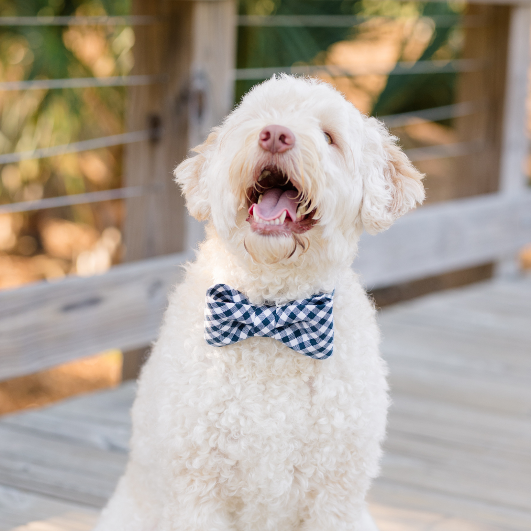 Smiling cream-colored dog with soft curls poses in a navy blue plaid bow tie collar. The background features a wooden fence and blurred greenery, creating a bright, relaxed outdoor setting.