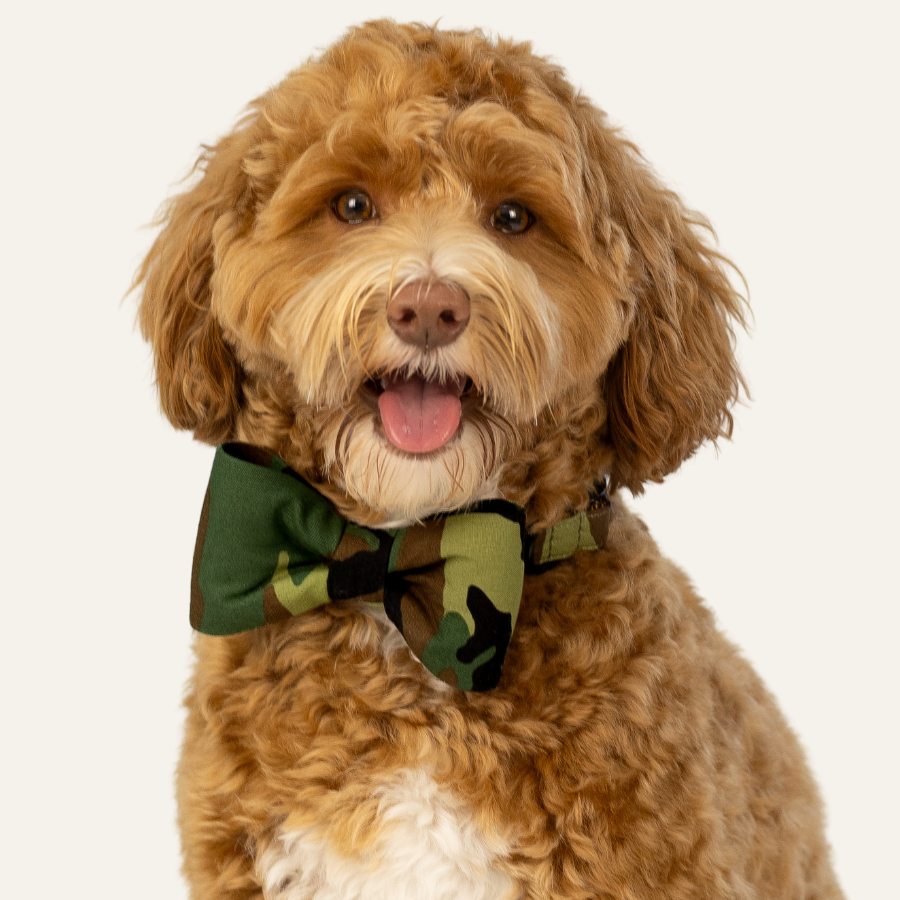 Curly dog sitting against a light background, wearing a green camouflage bow tie with matching collar and its tongue slightly out.