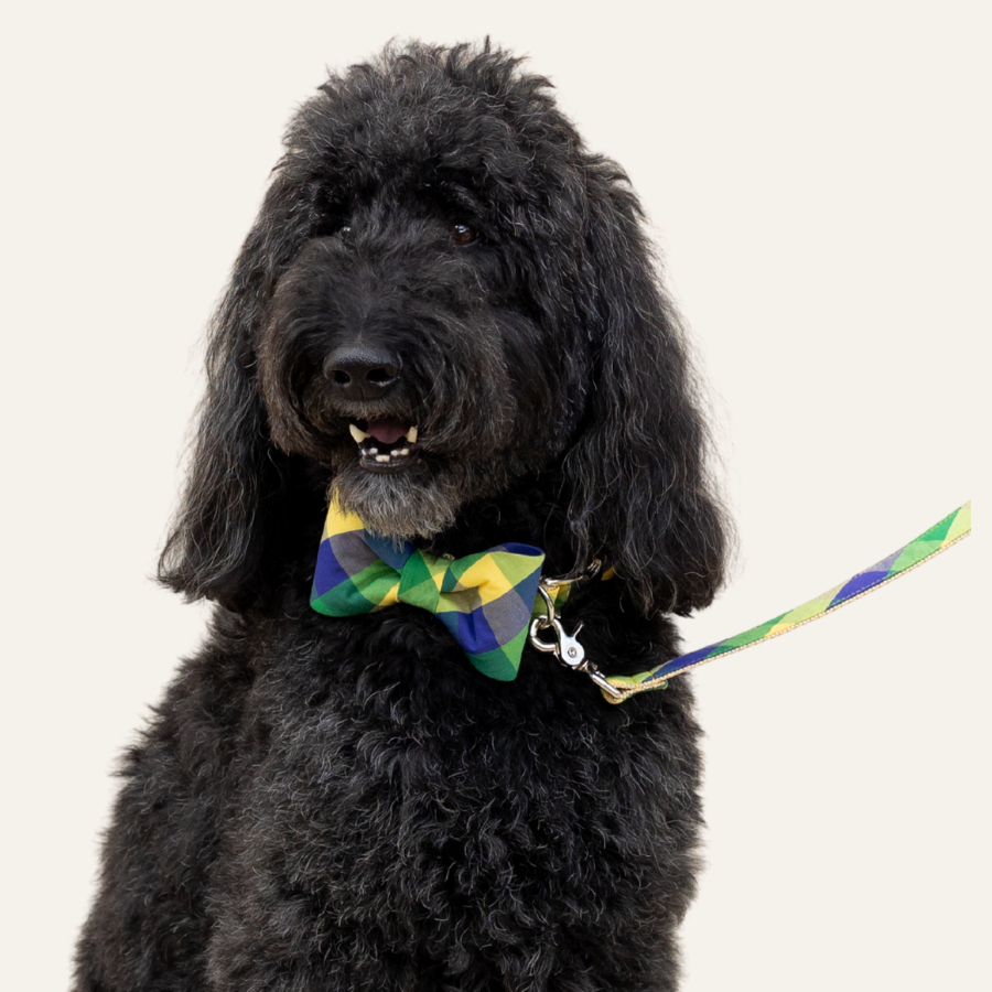 Portrait of a poodle-mix dog wearing a colorful bow tie and leash set in a harlequin-style Mardi Gras plaid print.