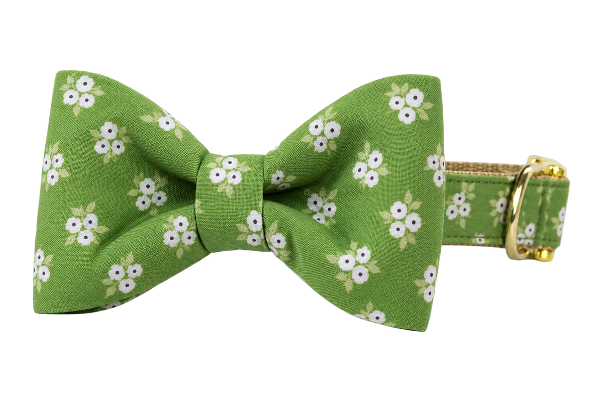 Classic dog collar featuring a Olive Blooms fabric bow tie, an olive green fabric with small clusters of white flowers, attached to a matching Olive Blooms collar with a nylon inner lining and gleaming gold hardware, including a D-ring and buckle.