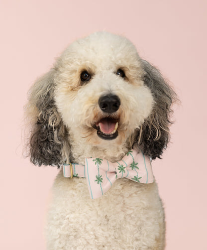 Smiling doodle dog with soft, curly fur and gray-tipped ears poses in front of a pink backdrop, wearing a tropical-themed pink bow tie collar set.