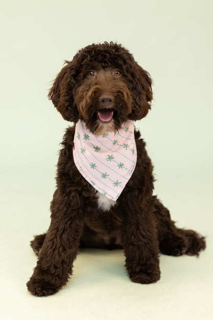A cheerful brown Labradoodle-type dog sits facing forward, wearing a pastel pink palm tree tropical bandana and looking directly at the camera.